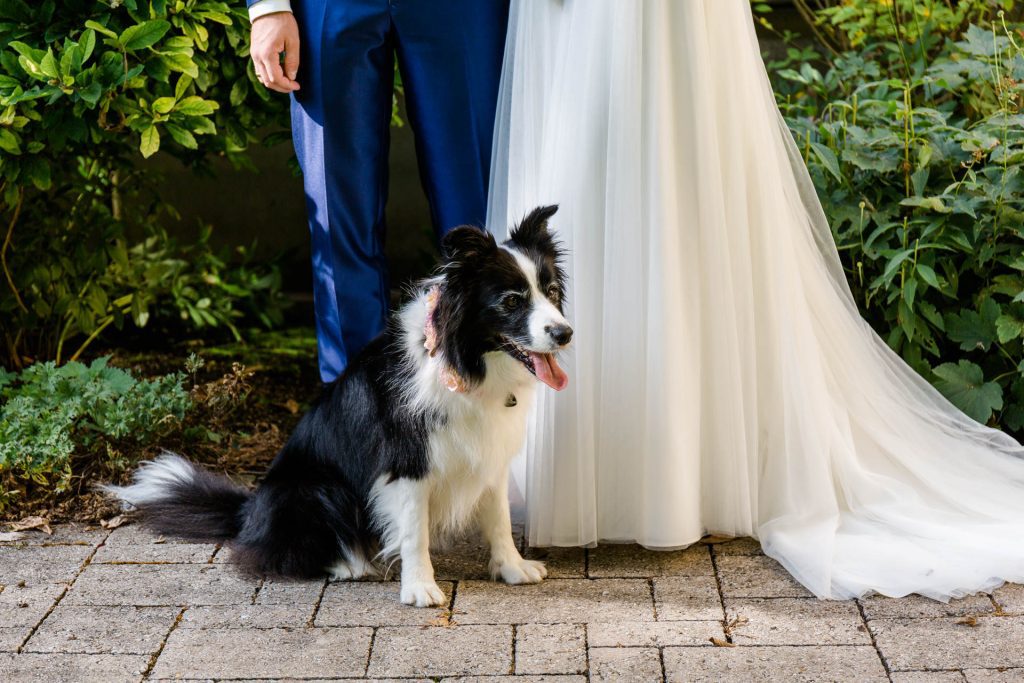 Hochzeitsfotografin Christina Klass, Hund vom Brautpaar