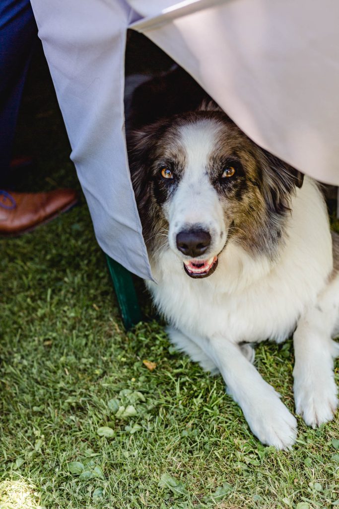 Hochzeitsfotografin Christina Klass, Hund unter dem Brauttisch